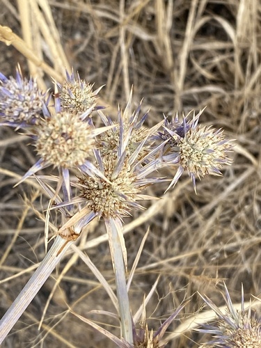 Eryngium ovinum observed 2026-02-03