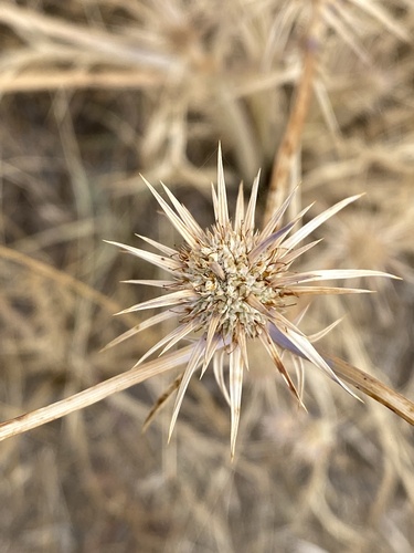 Eryngium ovinum observed 2026-02-03