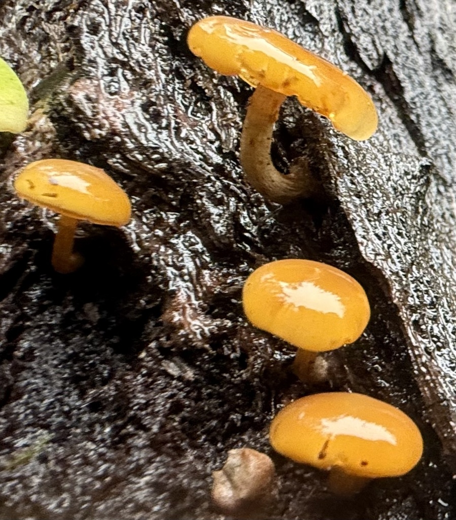 Galerina marginata · February 2026 · photo: © hllrnnr (iNaturalist, cc0)
