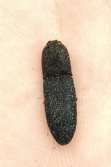 Lacon punctatus