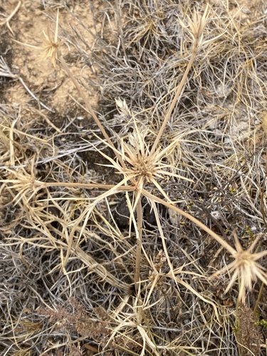 Eryngium ovinum observed 2026-02-03