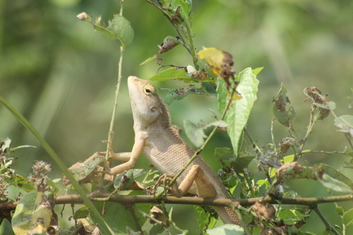 Ayeyarwady Forest Agama