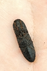 Lacon punctatus