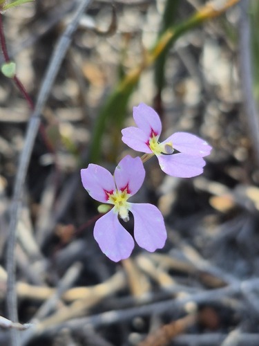 Levenhookia pulcherrima observed 2025-10-08