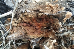 Lacon punctatus
