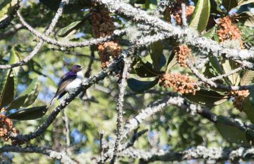 Western Violet-backed Sunbird