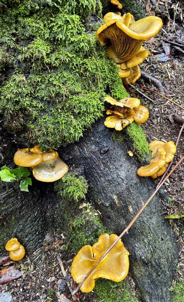 Omphalotus olivascens · February 2026 · photo: © hllrnnr (iNaturalist, cc0)