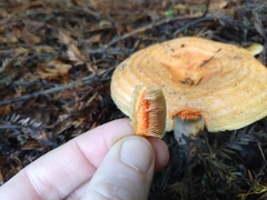 Lactarius aestivus