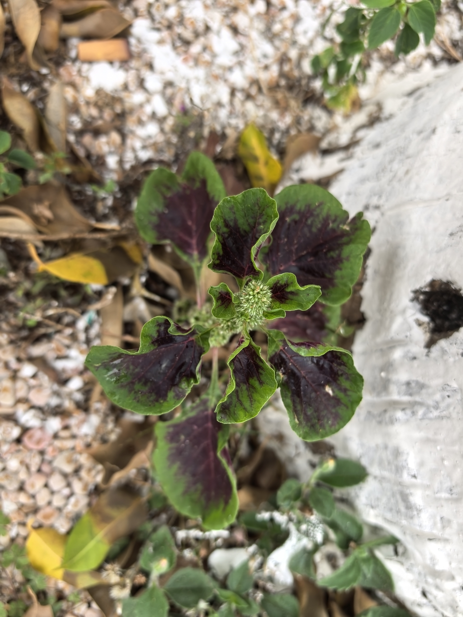 Photo by xieminnicki via iNaturalist (Copyright xieminnicki)