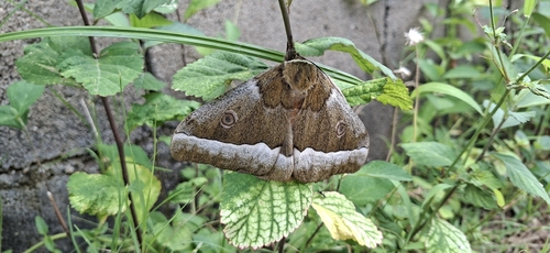 Zambezi Emperor
