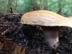 Lactarius aestivus