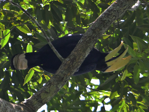 Black Hornbill