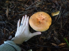 Lactarius aestivus