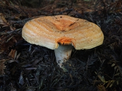 Lactarius aestivus
