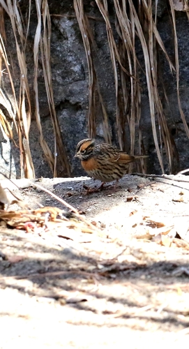 Rufous-breasted Accentor (Prunella strophiata), photo 9