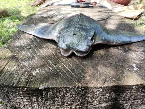 Afrikaanse koeneusrog (Rhinoptera marginata) — Myliobatidae — 2
