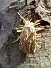 Akanthomyces aculeatus