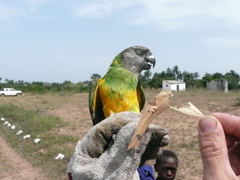 Poicephalus senegalus