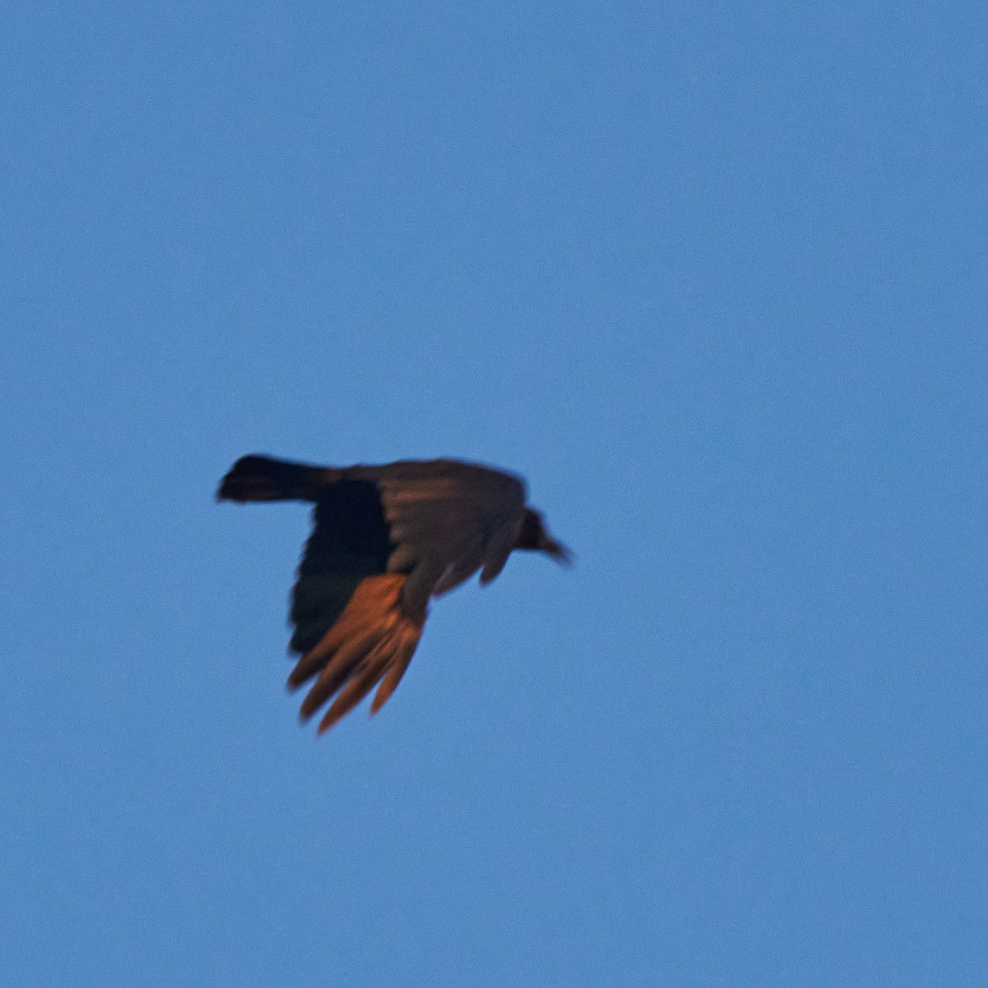 Cape Crow (Corvus capensis), photo 5