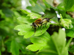 Leucozona lucorum