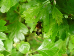 Leucozona lucorum