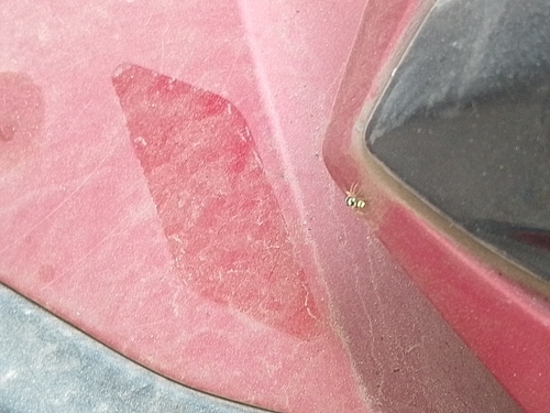 Banded Phintella