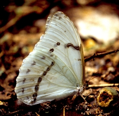 Morpho epistrophus titei