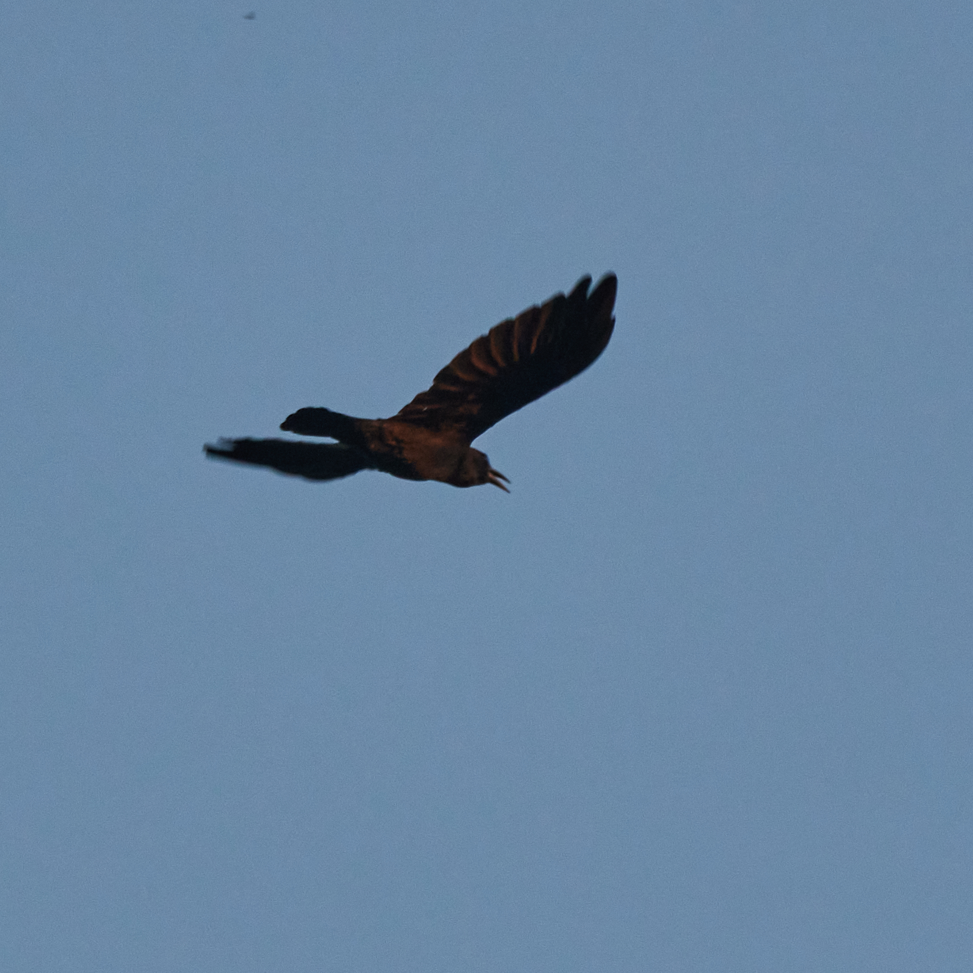 Cape Crow (Corvus capensis), photo 6