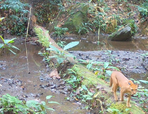 African Golden Cat