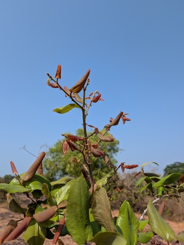 Wrinkled Jujube (Ziziphus rugosa)