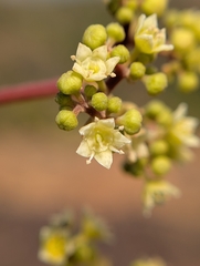Ziziphus rugosa, photograph (c) Ravuri Krishna Chaitanya, some rights reserved (CC BY)