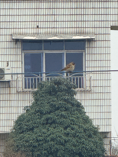 Little Bunting