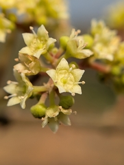 Ziziphus rugosa, photograph (c) Ravuri Krishna Chaitanya, some rights reserved (CC BY)