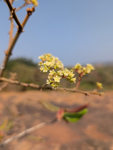 Ziziphus rugosa, photograph 4
