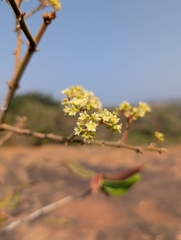 Ziziphus rugosa, photograph (c) Ravuri Krishna Chaitanya, some rights reserved (CC BY)