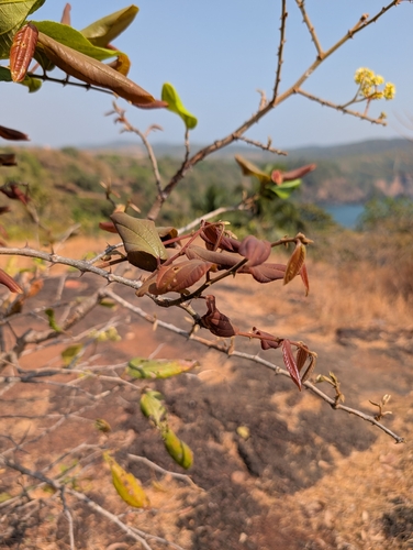 Ziziphus rugosa, photograph 5