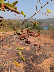 Ziziphus rugosa, photograph (c) Ravuri Krishna Chaitanya, some rights reserved (CC BY)