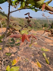 Ziziphus rugosa, photograph (c) Ravuri Krishna Chaitanya, some rights reserved (CC BY)