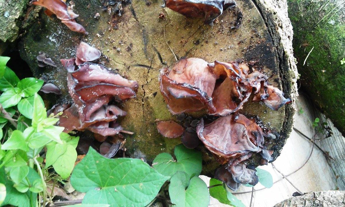 Auricularia polytricha image