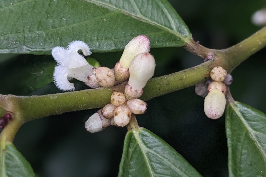 Lasianthus verticillatus; photograph (c) 許文俊, some rights reserved (CC BY-SA)