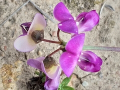 Dolichos hastiformis