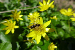 Melangyna lasiophthalma