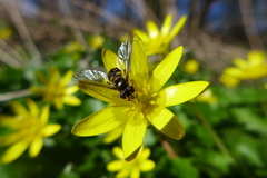 Melangyna lasiophthalma