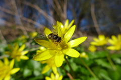 Melangyna lasiophthalma