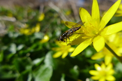 Melangyna lasiophthalma
