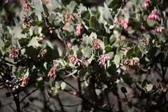 Arctostaphylos auriculata