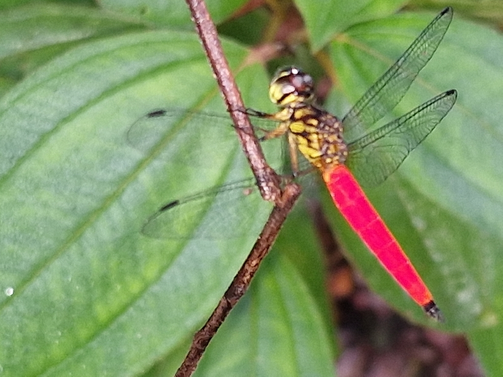 Lyriothemis meyeri (Lyriothemis meyeri)
