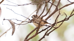 Aphelocephala leucopsis