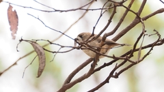 Aphelocephala leucopsis