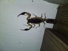 Centruroides margaritatus